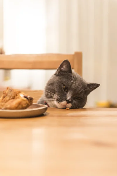 The cat sitting at the table — Stock Photo, Image