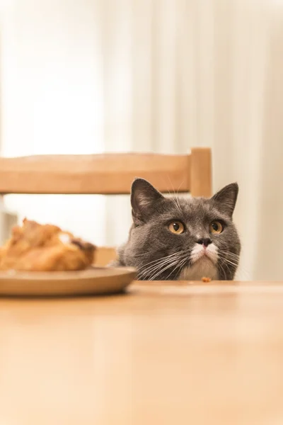 O gato sentado à mesa — Fotografia de Stock