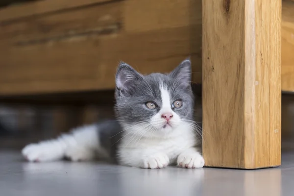 Koťátko britská krátkosrstá — Stock fotografie