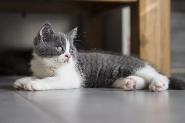 Britanya ile ilgili stenografi kedi — Stok fotoğraf