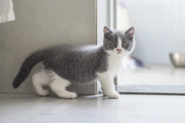 ブリティッシュショートヘア子猫 — ストック写真