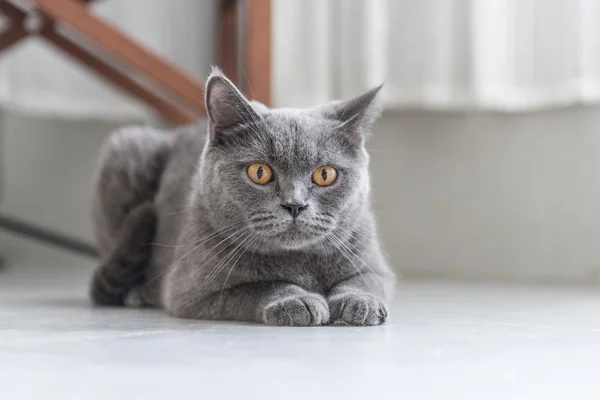 Le British Shorthair gris — Photo