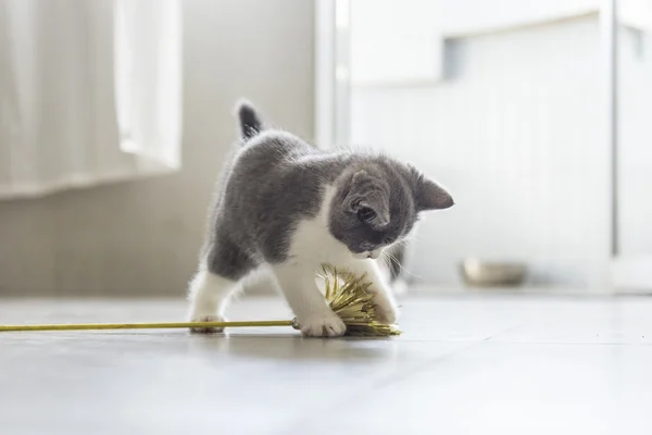 O gatinho britânico shorthair — Fotografia de Stock