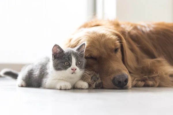 Yavru kedi ve köpek birlikte yatmak — Stok fotoğraf