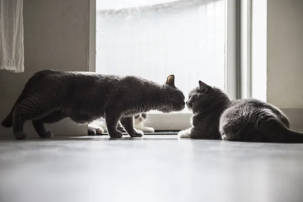 O gato de família, três gatos — Fotografia de Stock