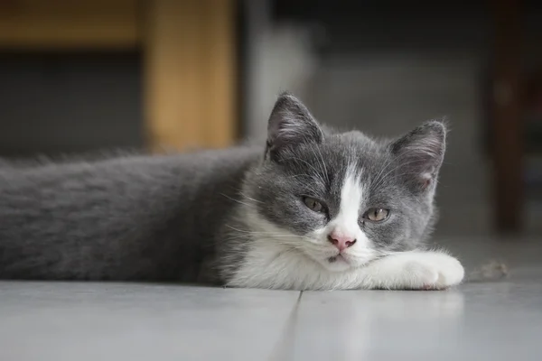 Симпатичний сірий кошеня — стокове фото