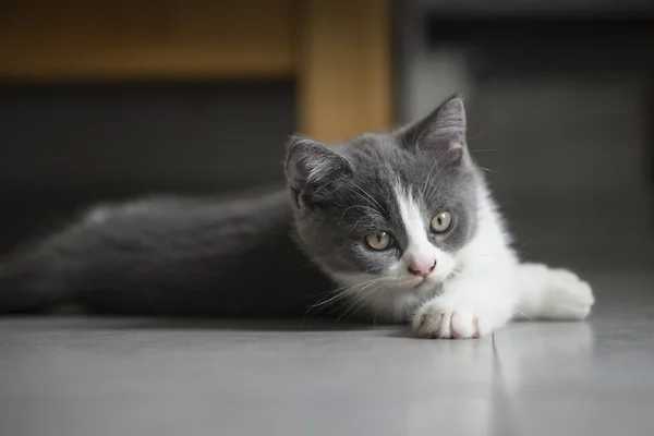 Het schattige grijs kitten — Stockfoto