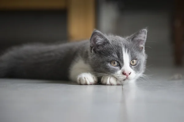 O gatinho cinza bonito — Fotografia de Stock
