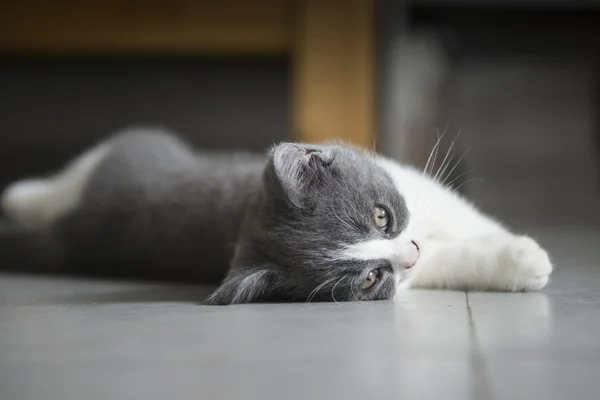 Az aranyos, szürke cica — Stock Fotó