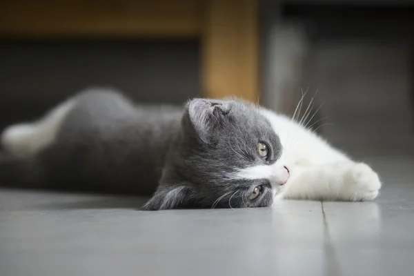 Het schattige grijs kitten — Stockfoto