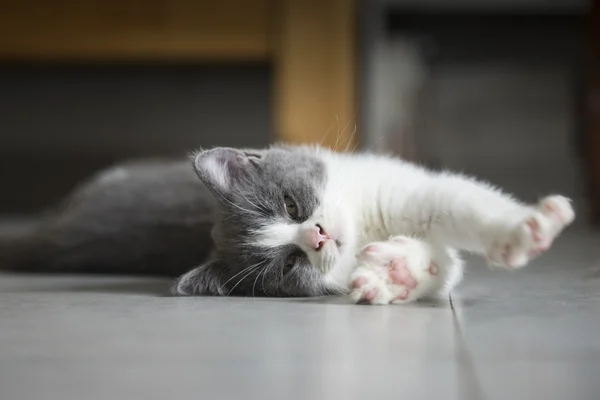 El lindo gatito gris — Foto de Stock