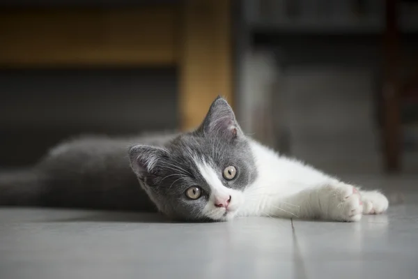 かわいいグレーの子猫 — ストック写真