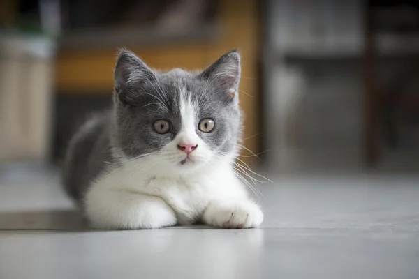 O gatinho cinza bonito — Fotografia de Stock