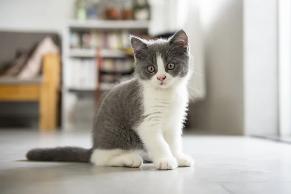 Söt grå kattunge — Stockfoto