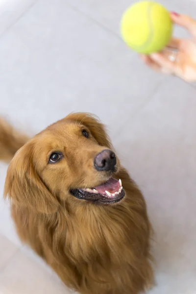 E golden retriever che gioca a palla — Foto Stock