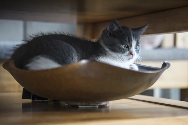 El lindo gatito gris — Foto de Stock