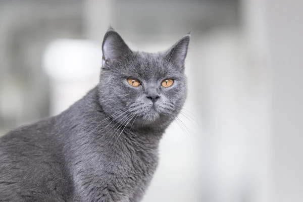 Le chat gris mignon — Photo