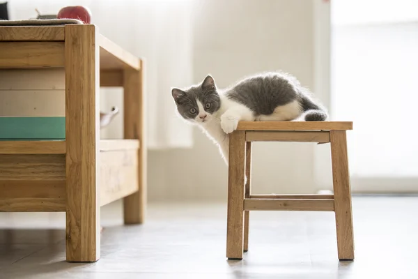 Suloinen harmaa kissanpentu — kuvapankkivalokuva