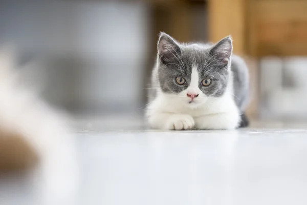 El lindo gatito gris — Foto de Stock