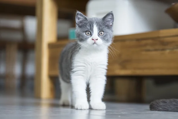 Милый серый котенок — стоковое фото