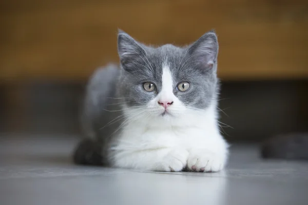 Het schattige grijs kitten — Stockfoto