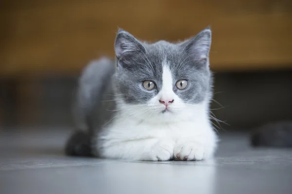 Cute kitten szary — Zdjęcie stockowe