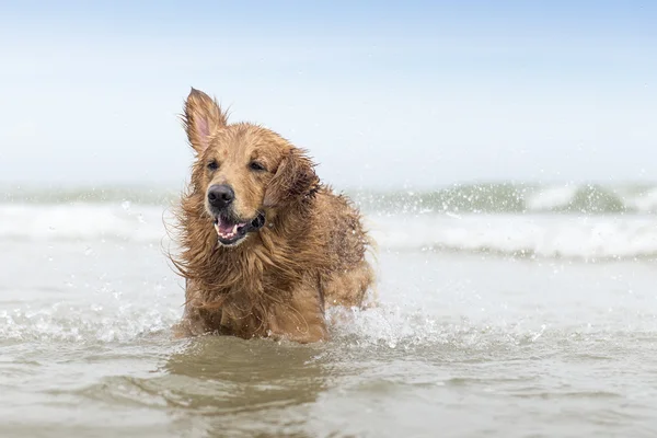 The golden retriever play in the water