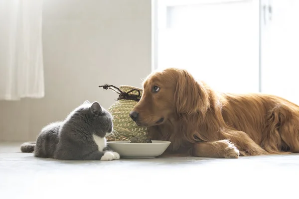 Golden retriever e gato — Fotografia de Stock