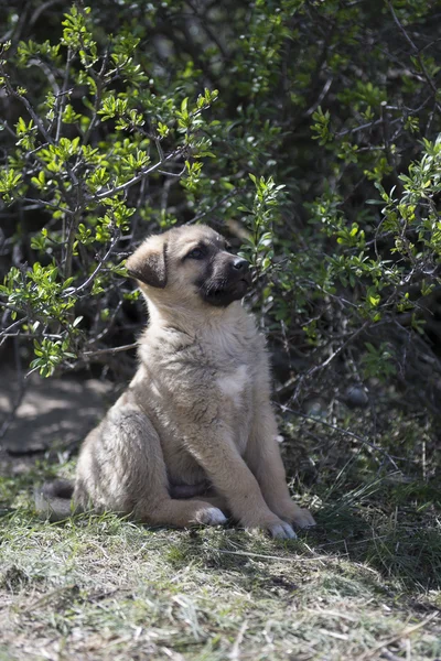 The puppy in the grass — Stock Photo, Image