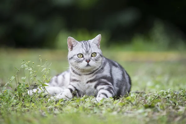 Die Katze liegt auf dem Gras — Stockfoto