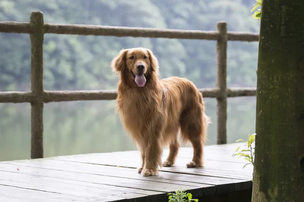 Carino golden retriever, è stato scattato nel parco all'aperto — Foto Stock