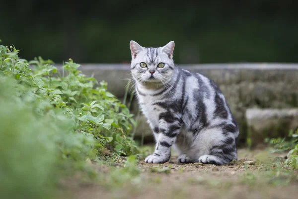 Çim üzerinde yalan kedi — Stok fotoğraf