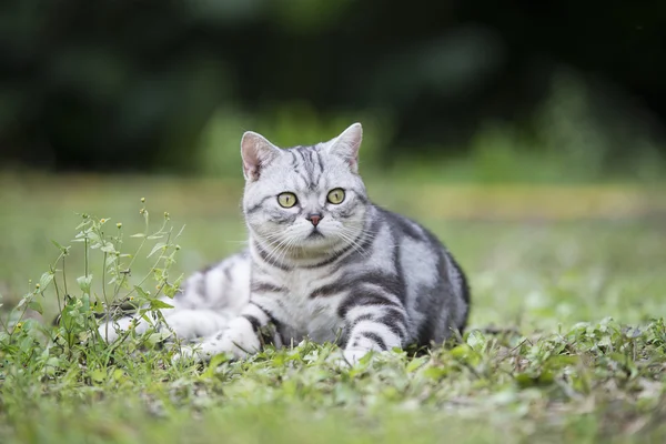 The cat lying on the grass — Stock Photo, Image