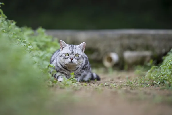 这只猫躺在草地上 — 图库照片