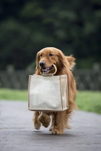 Niedliche Golden Retriever Taschen baumeln — Stockfoto