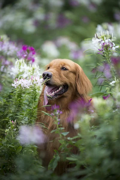 Den söta golden retrieveren i blommor — Stockfoto