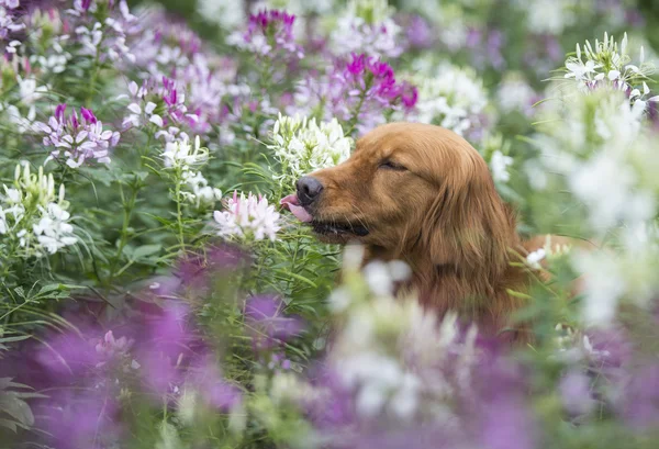 Den söta golden retrieveren i blommor — Stockfoto