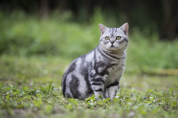 Die Katze liegt auf dem Gras — Stockfoto