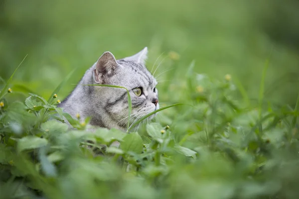 Die Katze liegt auf dem Gras — Stockfoto