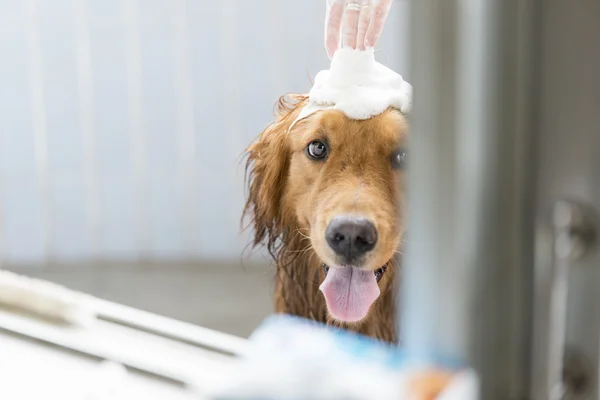 O golden retriever tomando um banho — Fotografia de Stock