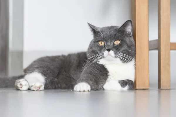 Сірий кіт лежить на підлозі — стокове фото