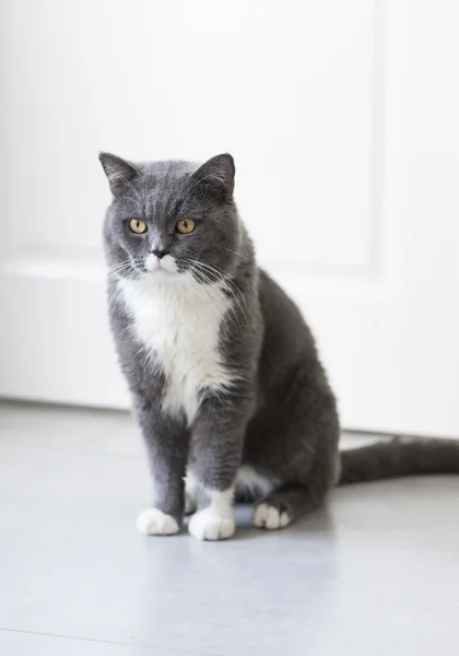 O gato cinzento sentado no chão — Fotografia de Stock