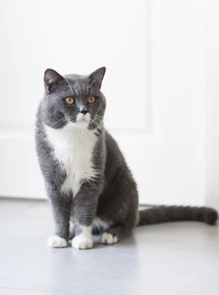 Yerde oturan Gri kedi — Stok fotoğraf