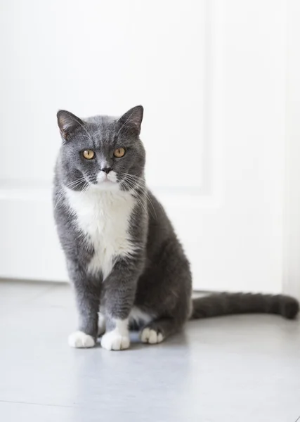 Il gatto grigio seduto a terra — Foto Stock