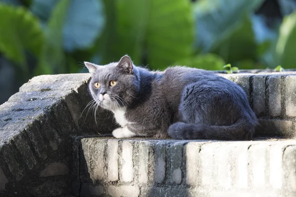 灰色短毛猫 — 图库照片