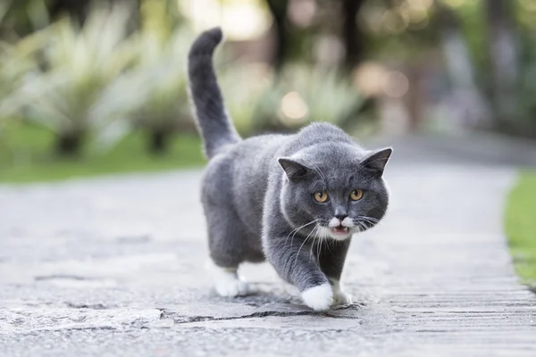 Сірий короткошерстий кіт — стокове фото
