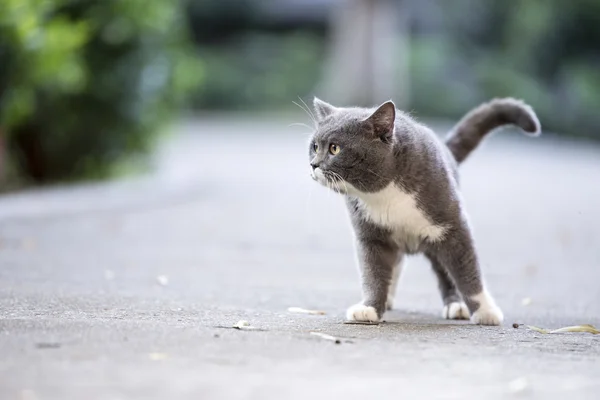 Die graue Kurzhaarkatze — Stockfoto