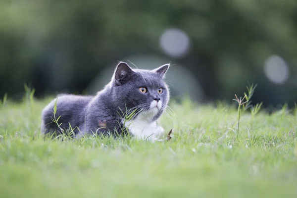 The gray cat in the grass — Stock Photo, Image