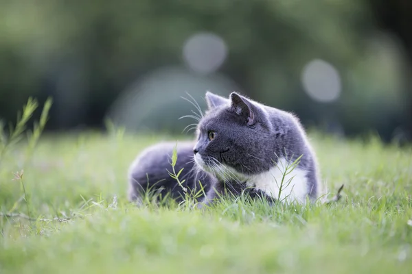 Den grå katten i gresset – stockfoto