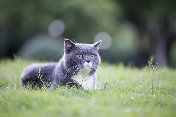 Die graue Katze im Gras — Stockfoto